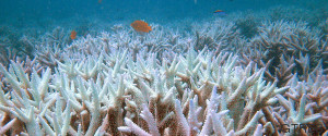 coral