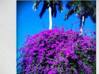 Plant Of The Week