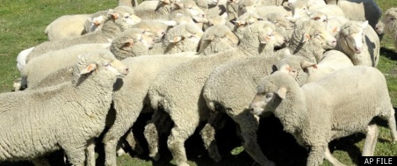 Sheep Shearing Olympics