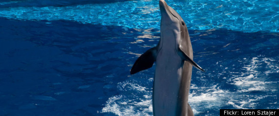 Dolphins Iran