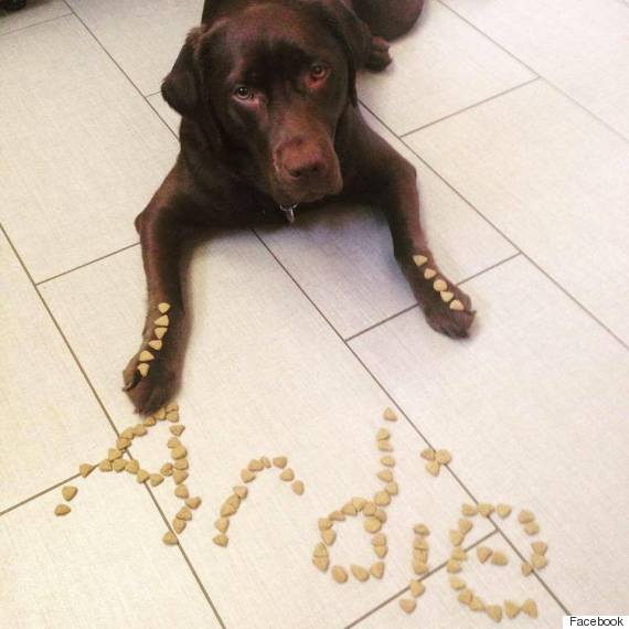 arden service dog