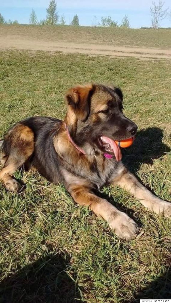 aurora saskatoon kennel death