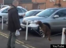 WATCH: Dog Has Amazing Hidden Talent