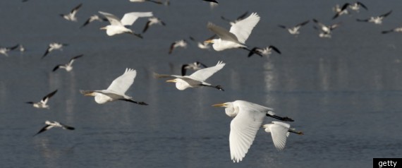 Migrating Birds
