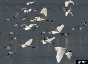 Http://i.huffpost.com/gen/468674/thumbs/smigratingbirdslarge300.jpg