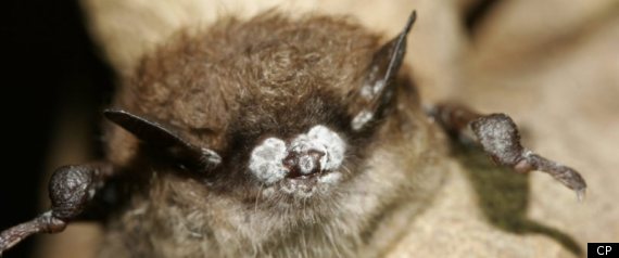 Bat