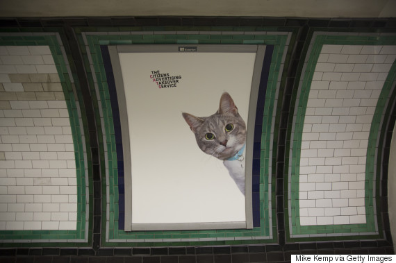 cats clapham common