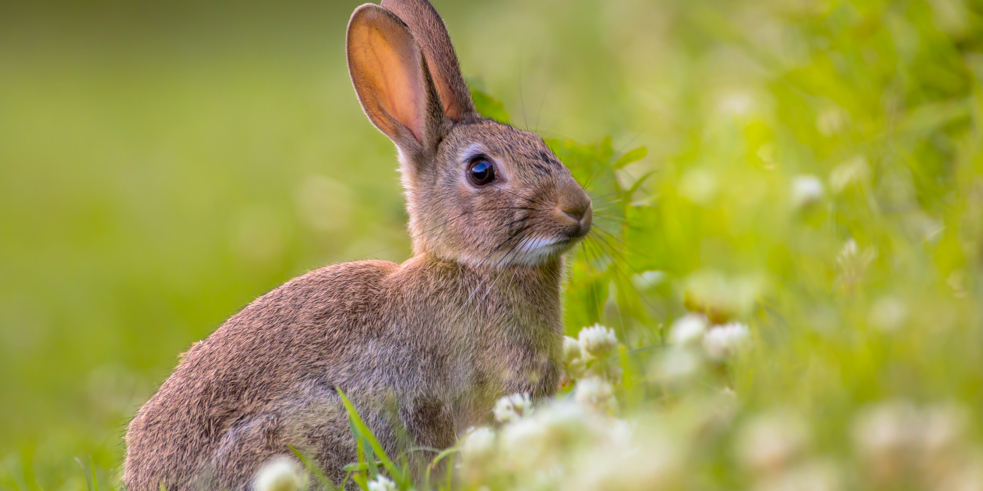 Is That Rabbit Fever I Smell? HuffPost