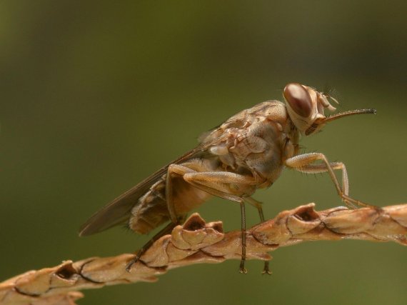 tsetse flies