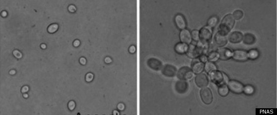 Multicellular Yeast