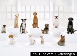 WATCH: Star Wars' 'The Imperial March' Barked By Dogs