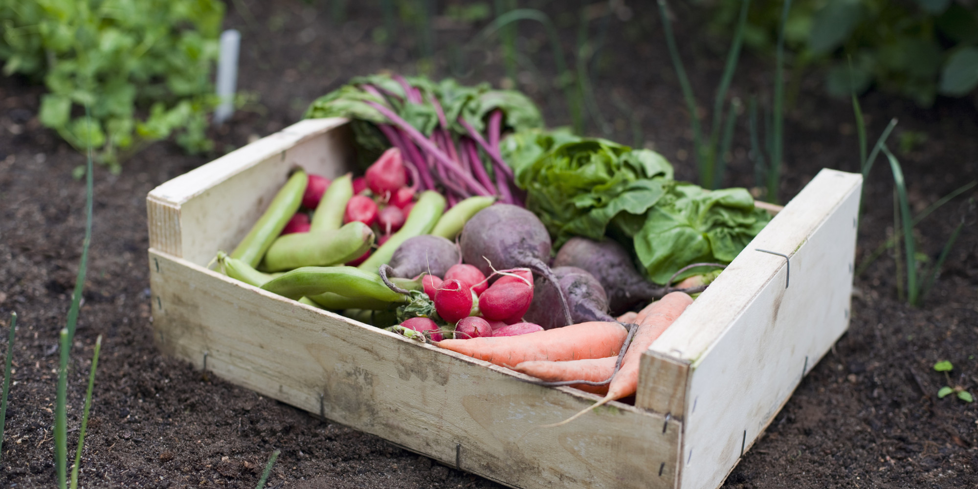Rebooting The Food System - Huffington Post