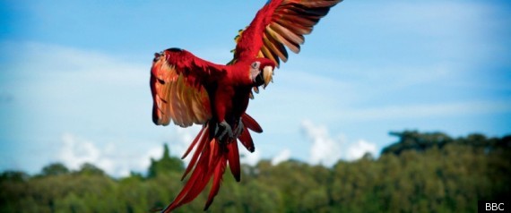 Earthflight