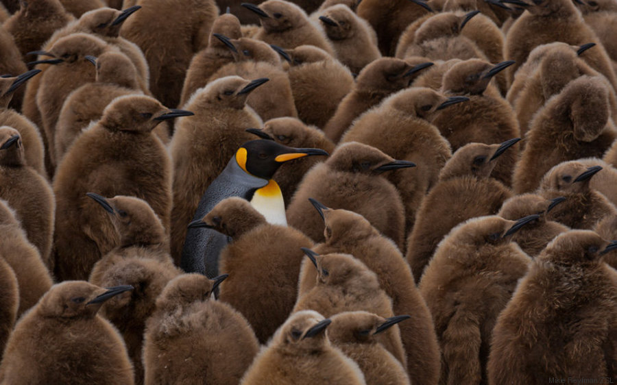 pinguinos
