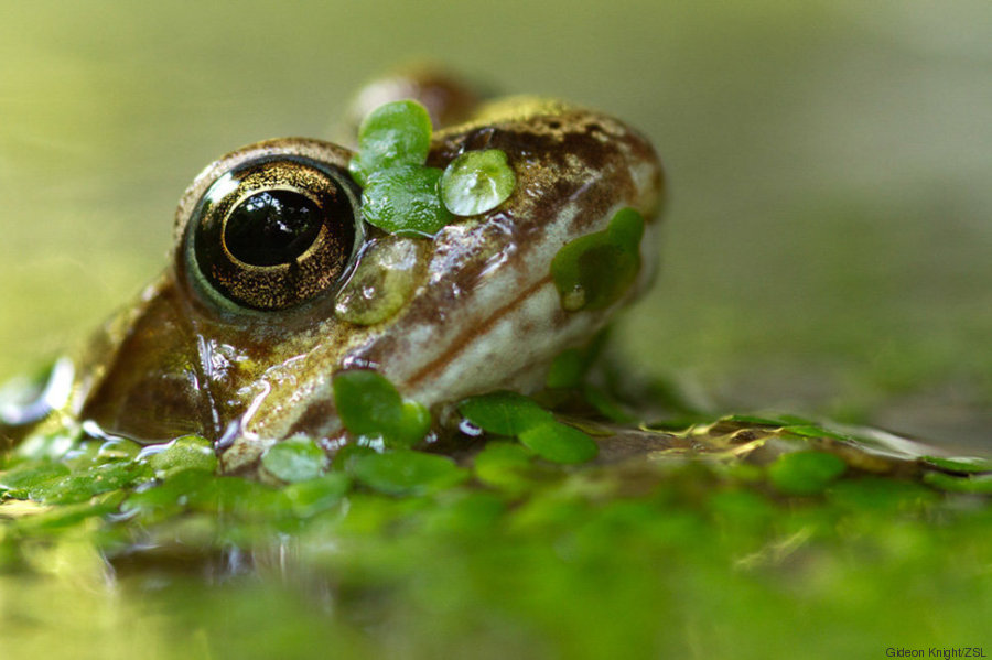 rana