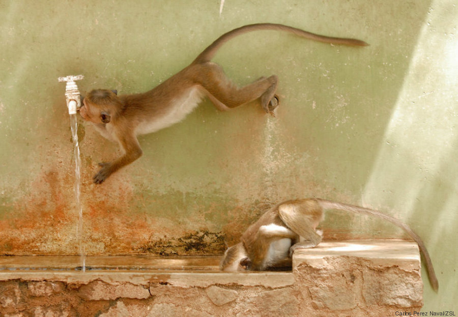 babuinos