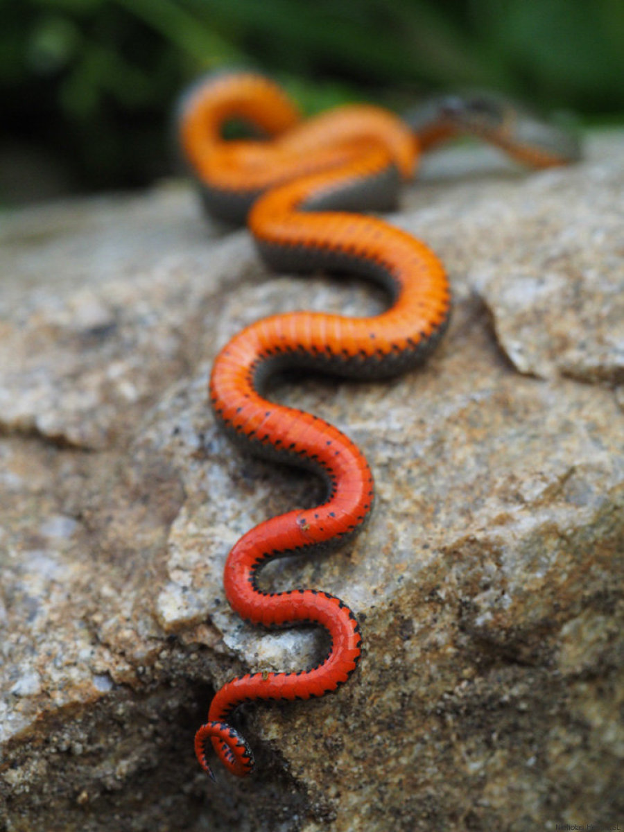serpiente