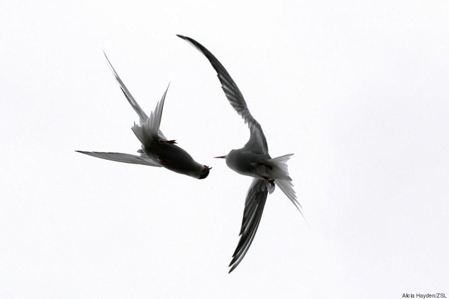 pajaros
