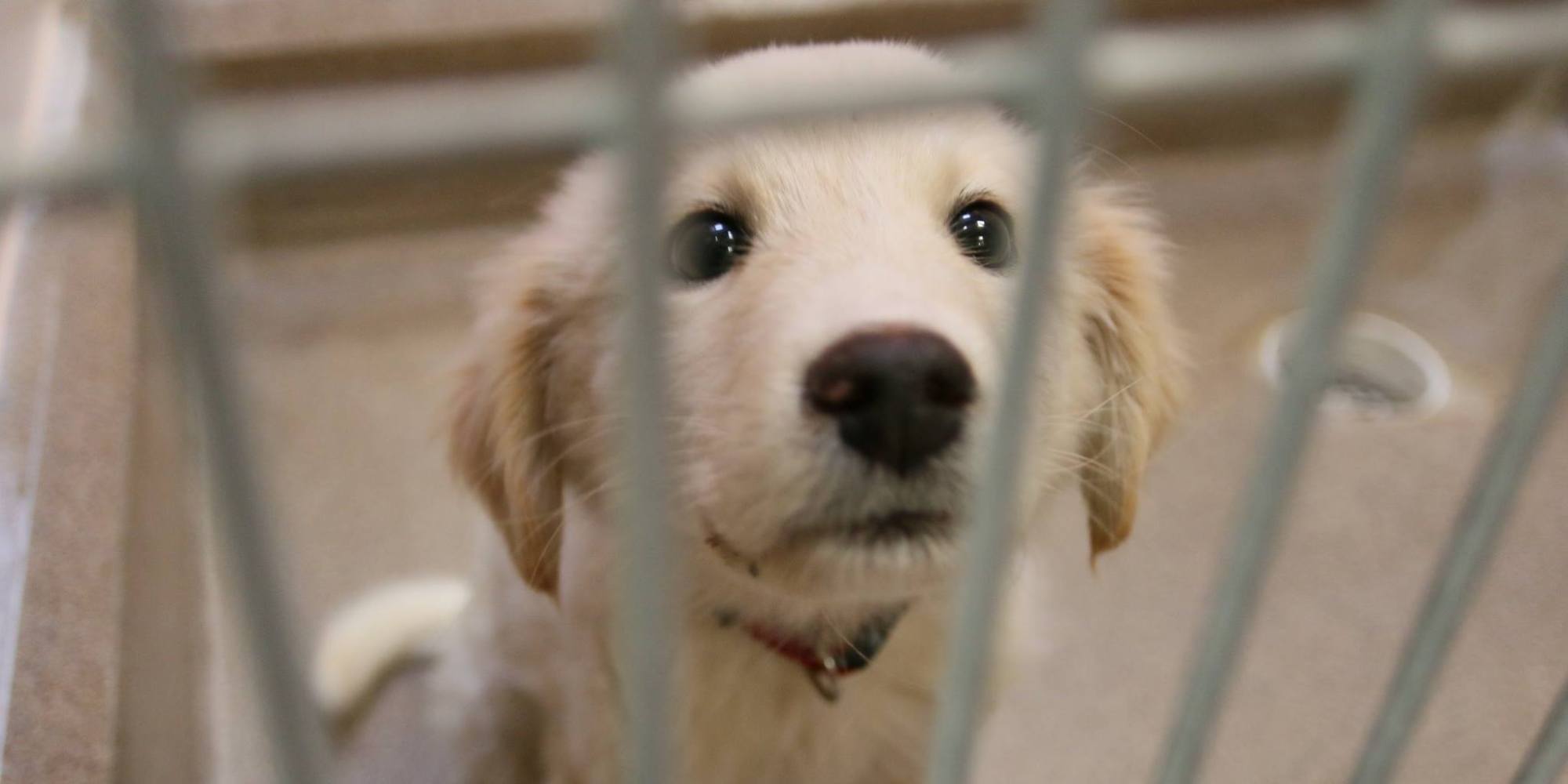 Edmonton Humane Society Rescues 71 Dogs
