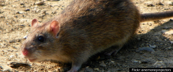 Rat