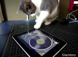 WATCH: Animals vs. Touchscreens
