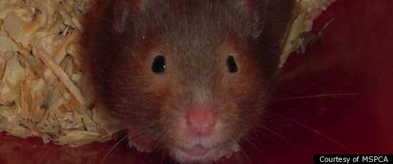 Hamster