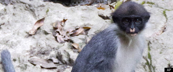 Extinct Monkey