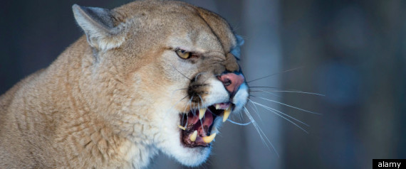 Cougar Mascot