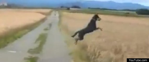 Happy Dog Jumping