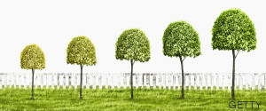trees