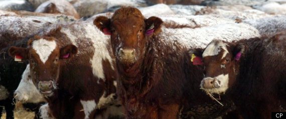 South Korea Canada Beef Ban Lifted