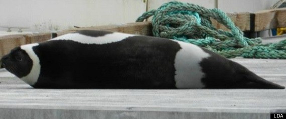 Ribbon Seal Sighting