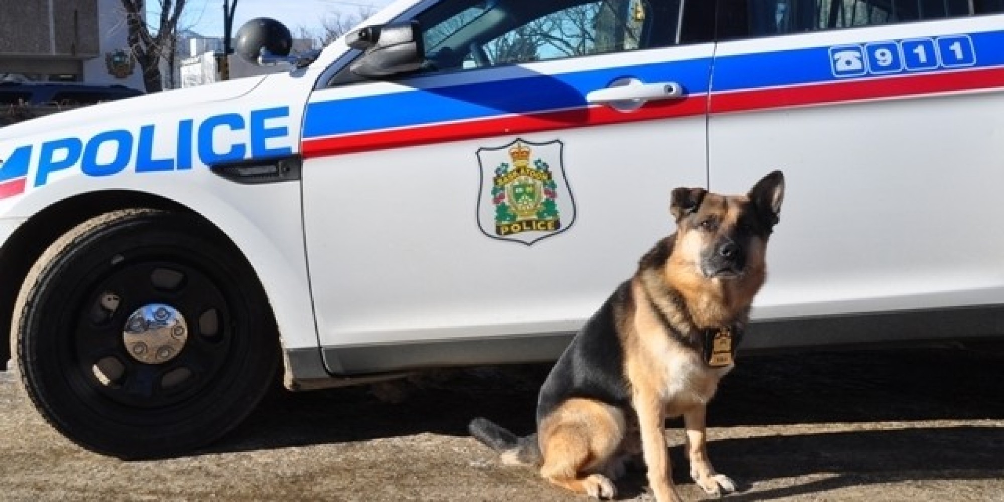 Saskatoon Police Can't Be Sued Over Dog Attack, Rules Judge - Huffington Post Canada