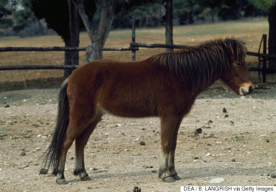 skyros pony