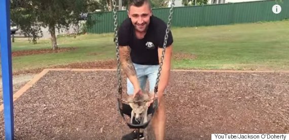kangaroo
