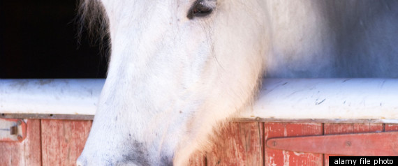 Nj Barn Fire Horses