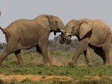 Elephants wrestling