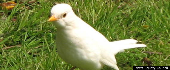 White Blackbird
