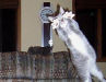 BEST ANIMAL PHOTOBOMBS