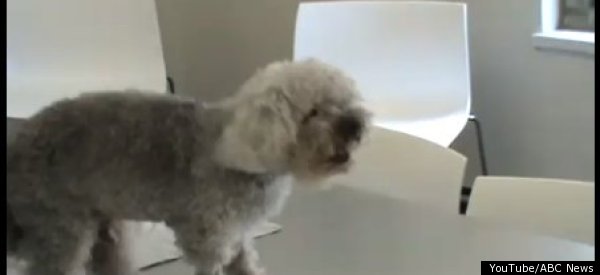 Us Supreme Court Declines To Take Up >> Uncle Chichi, Unofficial World's Oldest Dog, Dies After ... Us Supreme Court Declines To Take Up >> Uncle Chichi, Unofficial World's Oldest Dog, Dies After ...