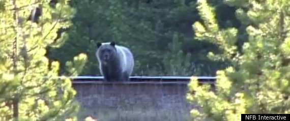 Bear 71