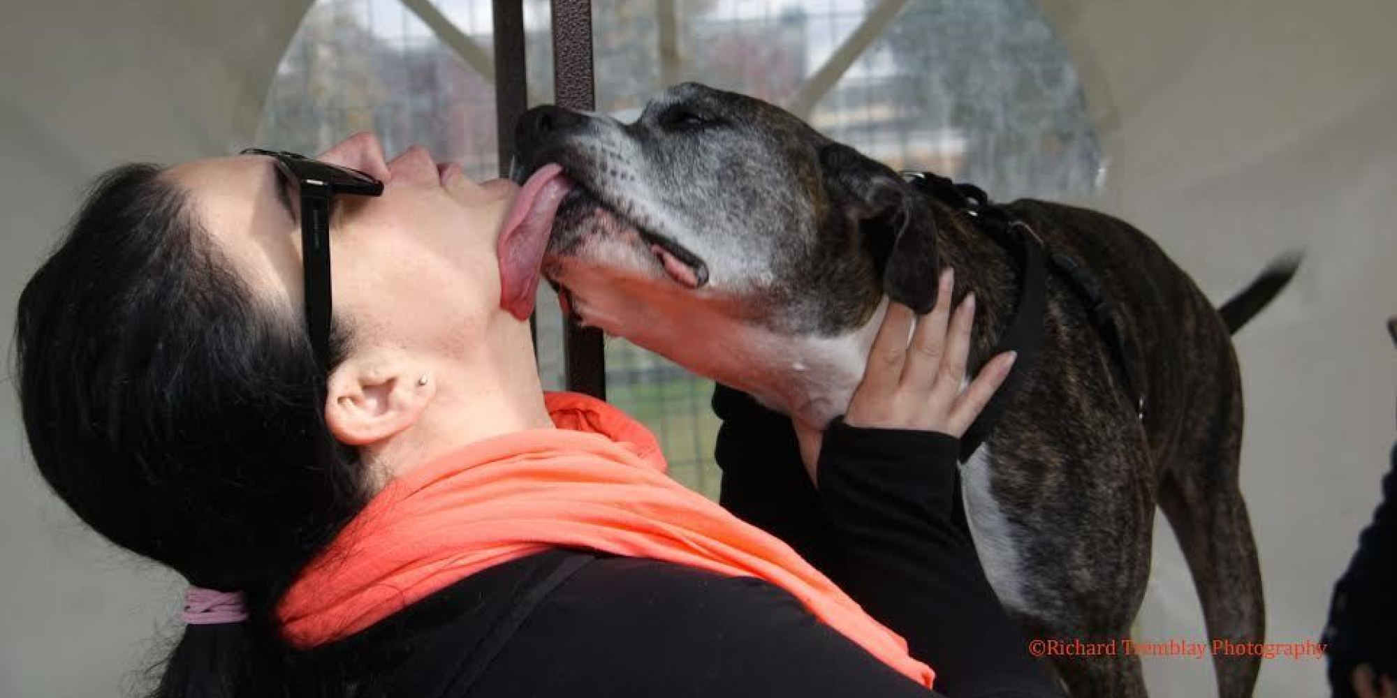 Montreal Pit Bull Ban Protested At Dog Fest With Kissing Booth - Huffington Post Canada