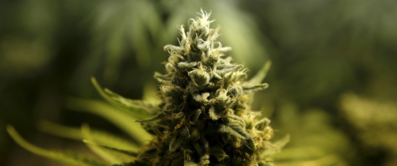 MARIJUANA MEDICINAL