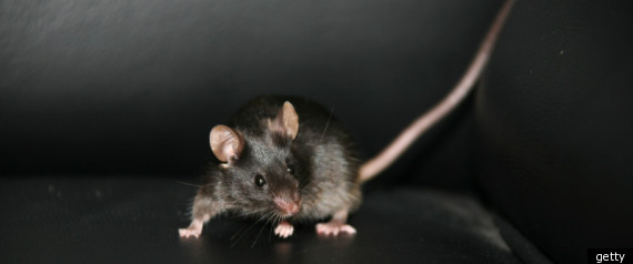 Lab Mouse