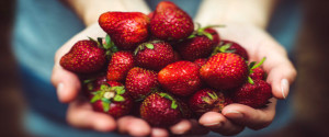 fresas