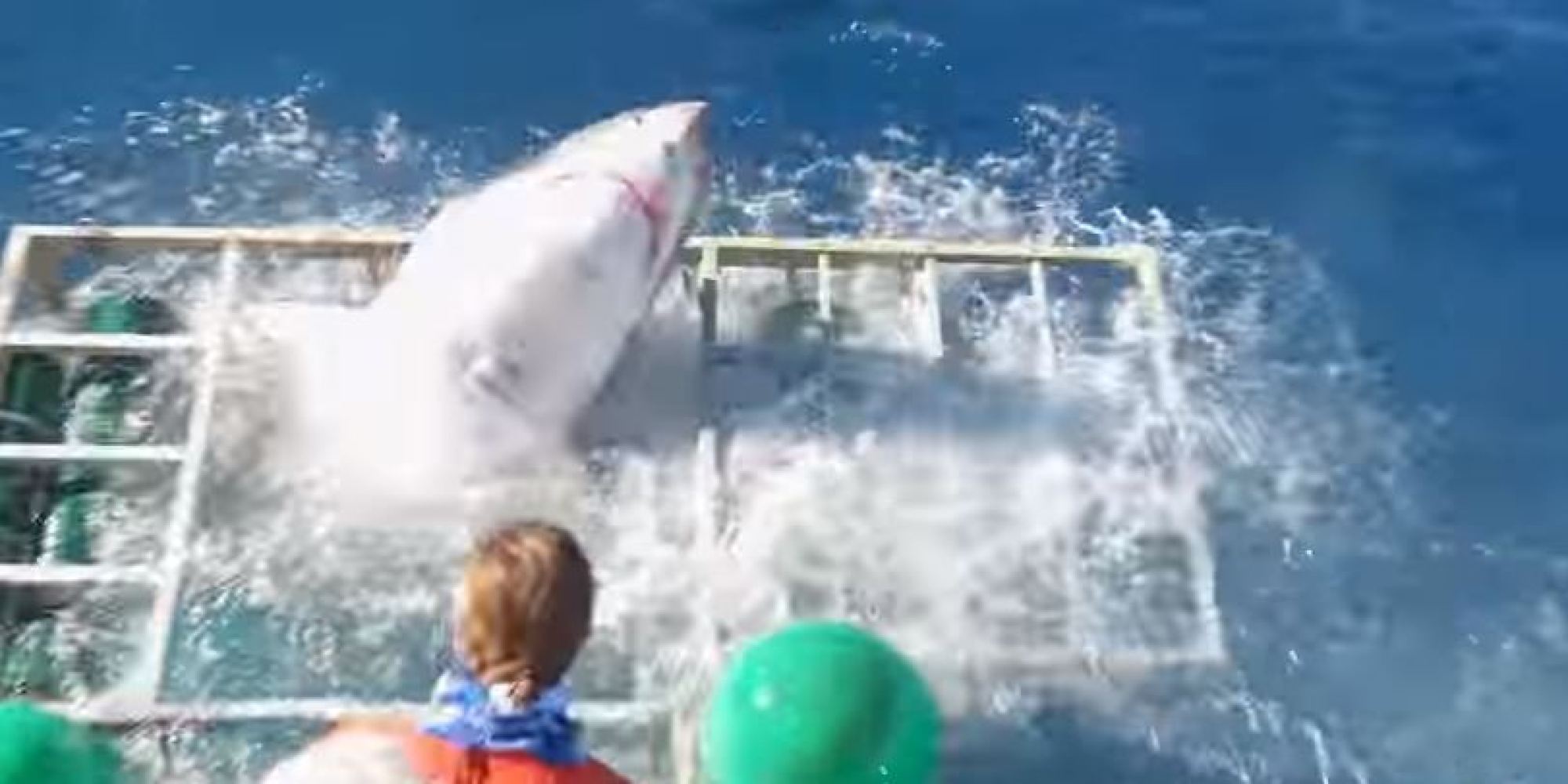 Great White Shark Smashes Cage With Diver Inside
