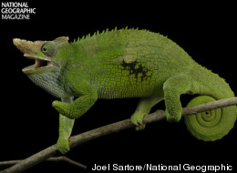 WATCH: Photographing The World's Endangered Animals
