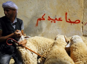 Sheep Algeria