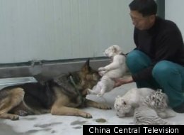 German Shepherd Helps 3 White Tiger Cubs Survive