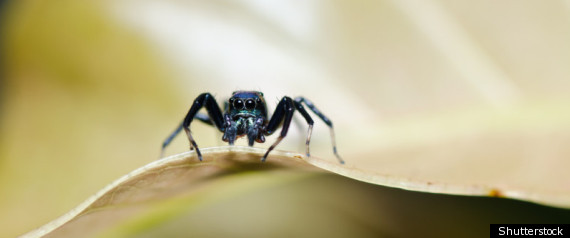 Spider Creepy Crawly